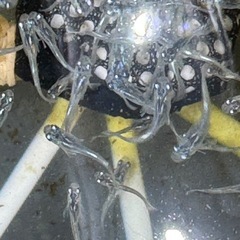 メダカの画像