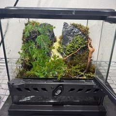 値下げ　爬虫類ケージ　グラステラリウム　レイアウト水槽　植物の画像