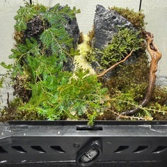 値下げ　爬虫類ケージ　グラステラリウム　レイアウト水槽　植物の画像