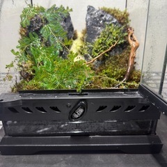 値下げ　爬虫類ケージ　グラステラリウム　レイアウト水槽　植物の画像
