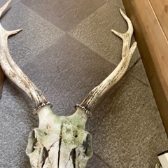 シカ🦌の角
の画像