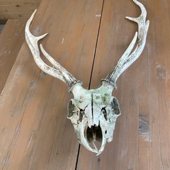 シカ🦌の角
の画像