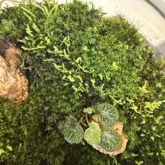 GEX グラスアクア　テラリウム　苔テラリウム　水槽
の画像