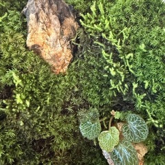 GEX グラスアクア　テラリウム　苔テラリウム　水槽
の画像