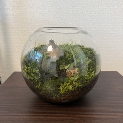GEX グラスアクア　テラリウム　苔テラリウム　水槽
の画像