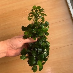 アヌビアス・ナナの画像