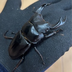 【国産オオクワガタ8】商談中　アンバランス アブレイズペア ♂76mm 顎幅6.3mm ♀48mm 新成虫 国極太血統の画像