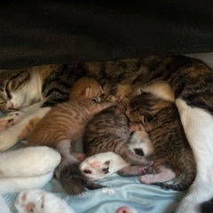 ７月13日産まれた子猫