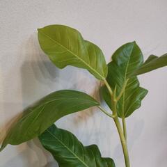 フィカス アルテシマゴールドの画像