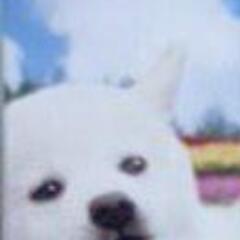 【未開封】
柴犬の1000ピースパズル(白柴、赤柴、黒柴)の画像
