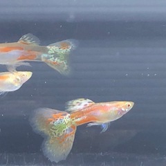 RREAレッドグラスグッピーセット
の画像
