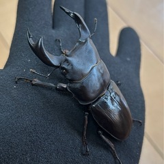 【国産オオクワガタ9】アンバランス アブレイズペア ♂76mm 顎幅5.8mm ♀48mm 新成虫 国極太血統の画像