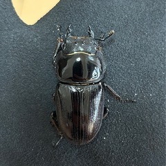 【国産オオクワガタ9】アンバランス アブレイズペア ♂76mm 顎幅5.8mm ♀48mm 新成虫 国極太血統の画像