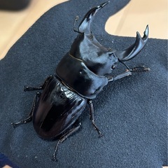 【国産オオクワガタ9】アンバランス アブレイズペア ♂76mm 顎幅5.8mm ♀48mm 新成虫 国極太血統の画像