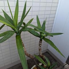 観葉植物　ユッカの画像
