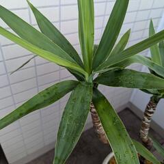 観葉植物　ユッカの画像