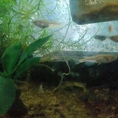 めだか　メダカ　Mix　夏休みの研究にの画像