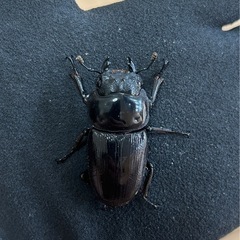 【国産オオクワガタ10】アンバランス アブレイズペア ♂75mm 顎幅5.8mm ♀46mm 新成虫 国極太血統 の画像
