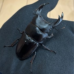 【国産オオクワガタ10】アンバランス アブレイズペア ♂75mm 顎幅5.8mm ♀46mm 新成虫 国極太血統 の画像