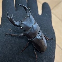 【国産オオクワガタ10】アンバランス アブレイズペア ♂75mm 顎幅5.8mm ♀46mm 新成虫 国極太血統 の画像