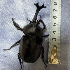 カブトムシ　ペア　成虫　オスとメスの画像