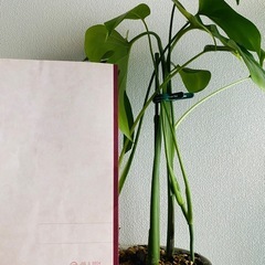 モンステラ数株の画像