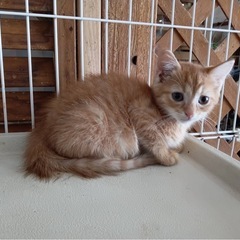姉妹子猫ちゃんの里親募集
