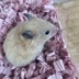 ランキングキーワードに紐づく投稿画像-ハムスター