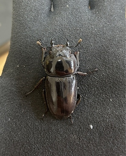 国産オオクワガタ】商談中 アンバランス アブレイズペア 4セット新成虫