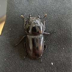 【国産オオクワガタ11】アンバランス アブレイズペア ♂72mm 顎幅5.3mm ♀41mm 新成虫 国極太血統の画像