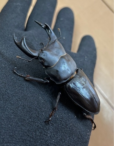 国産オオクワガタ】商談中 アンバランス アブレイズペア 4セット新成虫