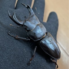 【国産オオクワガタ11】アンバランス アブレイズペア ♂72mm 顎幅5.3mm ♀41mm 新成虫 国極太血統の画像