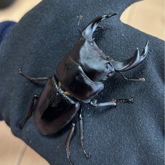 【国産オオクワガタ11】アンバランス アブレイズペア ♂72mm 顎幅5.3mm ♀41mm 新成虫 国極太血統の画像
