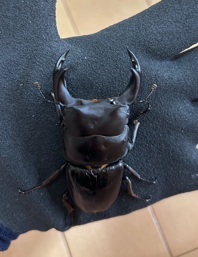 国産オオクワガタ】商談中 アンバランス アブレイズペア 4セット新成虫