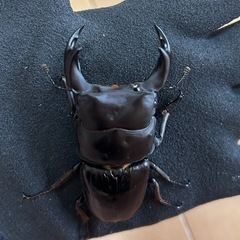 【国産オオクワガタ11】アンバランス アブレイズペア ♂72mm 顎幅5.3mm ♀41mm 新成虫 国極太血統の画像