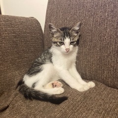 美形キジ白ソックス 男の子 里親募集 - 猫