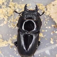 ♀単×2匹　①♀48.1mm②♀45.5mm　スマトラヒラタ♀単の画像