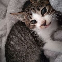 飼ってください
