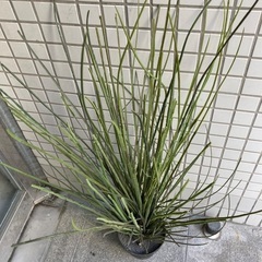 本物そっくりインテリア植栽1mの画像
