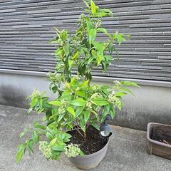 レモンマートルの画像