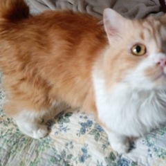 成猫ちゃんの里親募集(ブリーダーさんからのレスキュー)