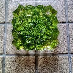 🌿水草🌿の画像