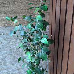 観葉植物　フェイクグリーンの画像