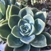 ランキングキーワードに紐づく投稿画像-多肉植物