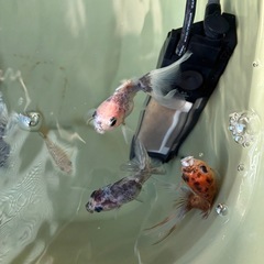 オランダ系金魚3匹の画像