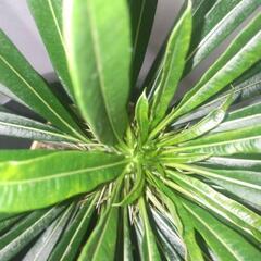 パキポディウム 観葉植物の画像