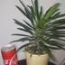 ランキングキーワードに紐づく投稿画像-観葉植物