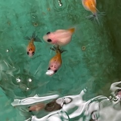 ピンポンパール金魚稚魚の画像