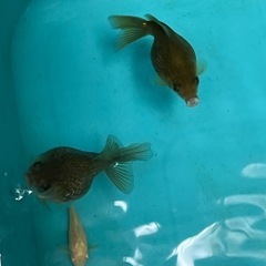 ピンポンパール金魚稚魚の画像