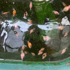 ピンポンパール金魚稚魚の画像